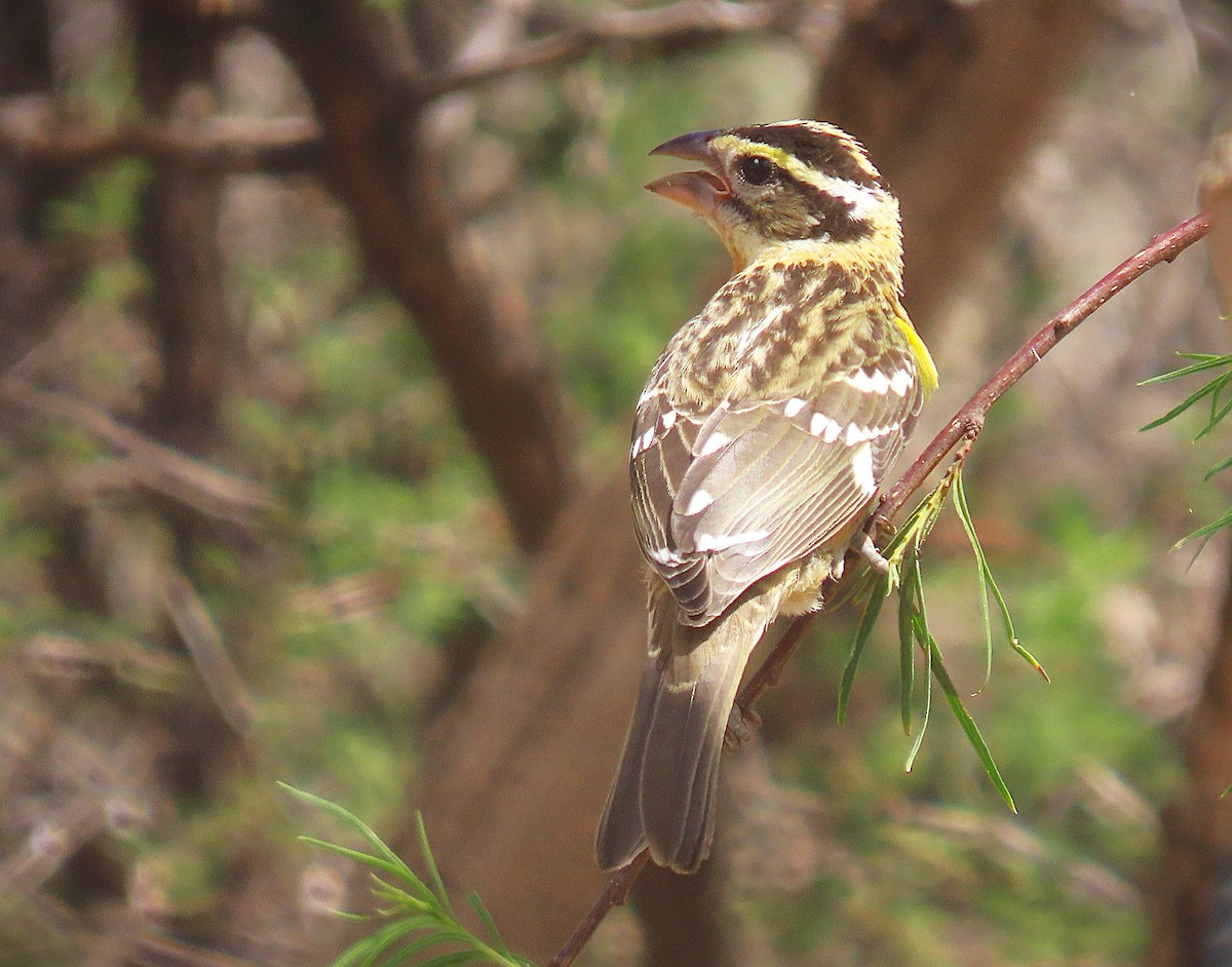 Black-headed Grosbeak - ML641341882