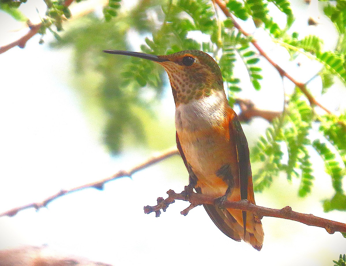 Rufous Hummingbird - ML641341890