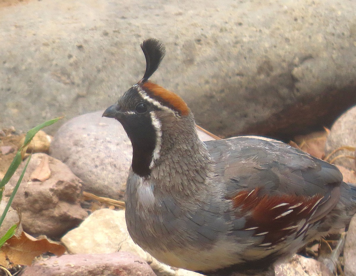Gambel's Quail - ML641341907