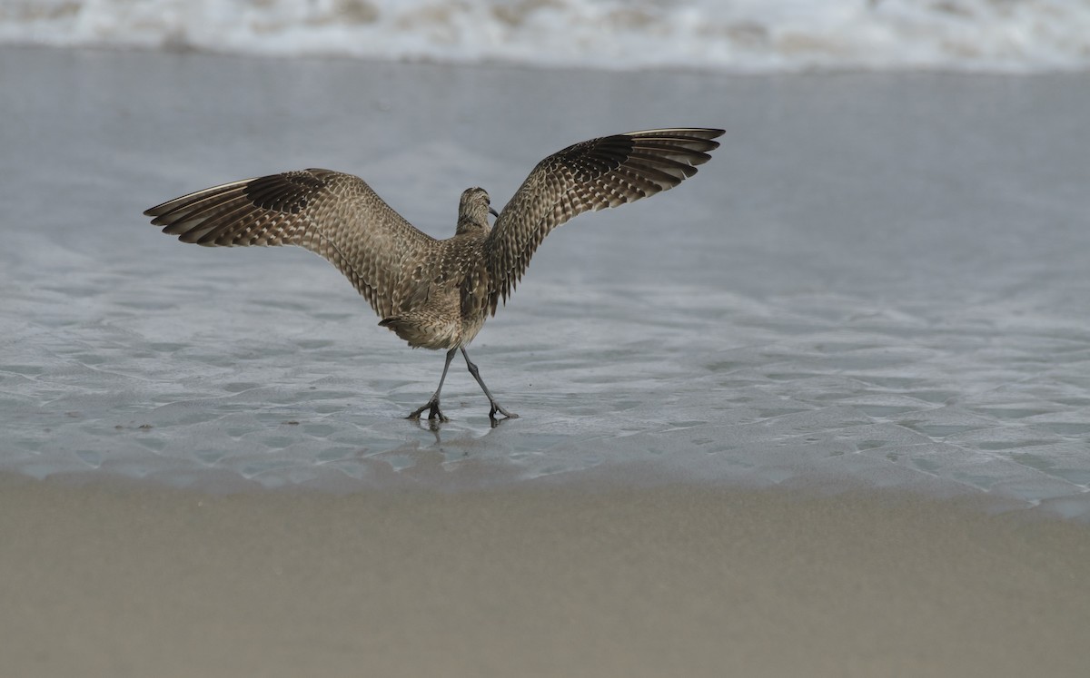 Hudsonian Whimbrel - ML641341912