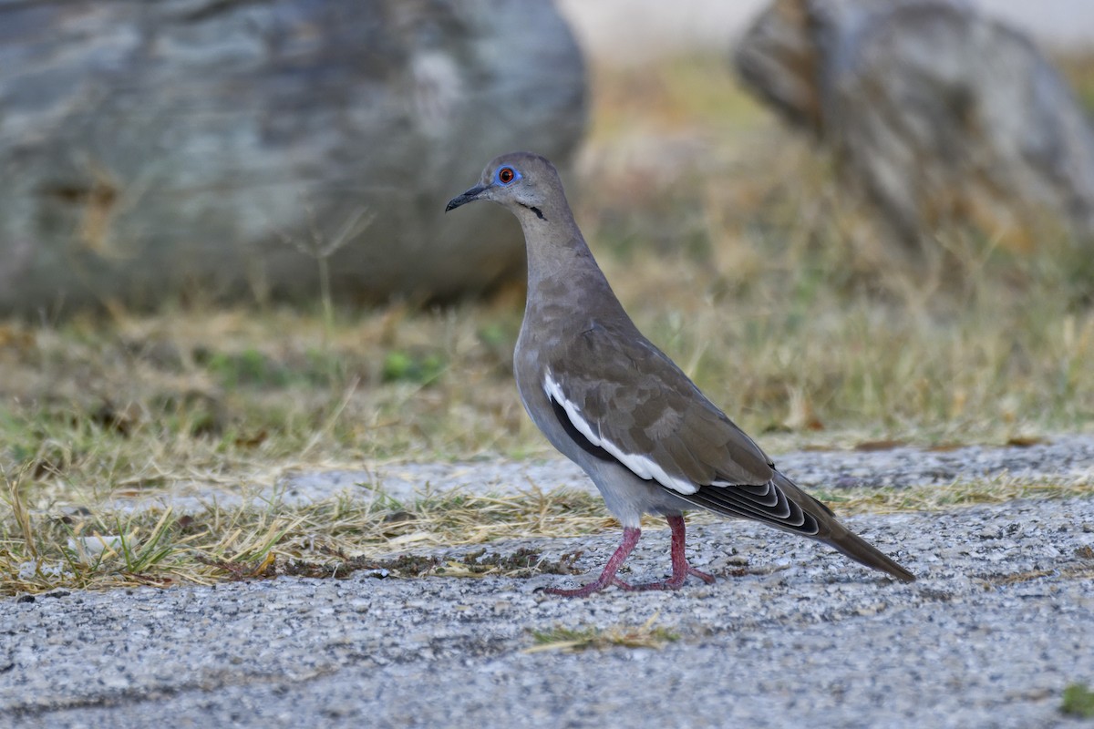 White-winged Dove - ML641341916