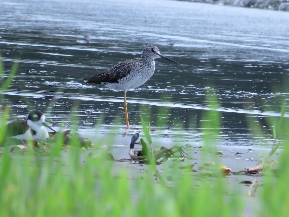 Lesser Yellowlegs - ML641341922