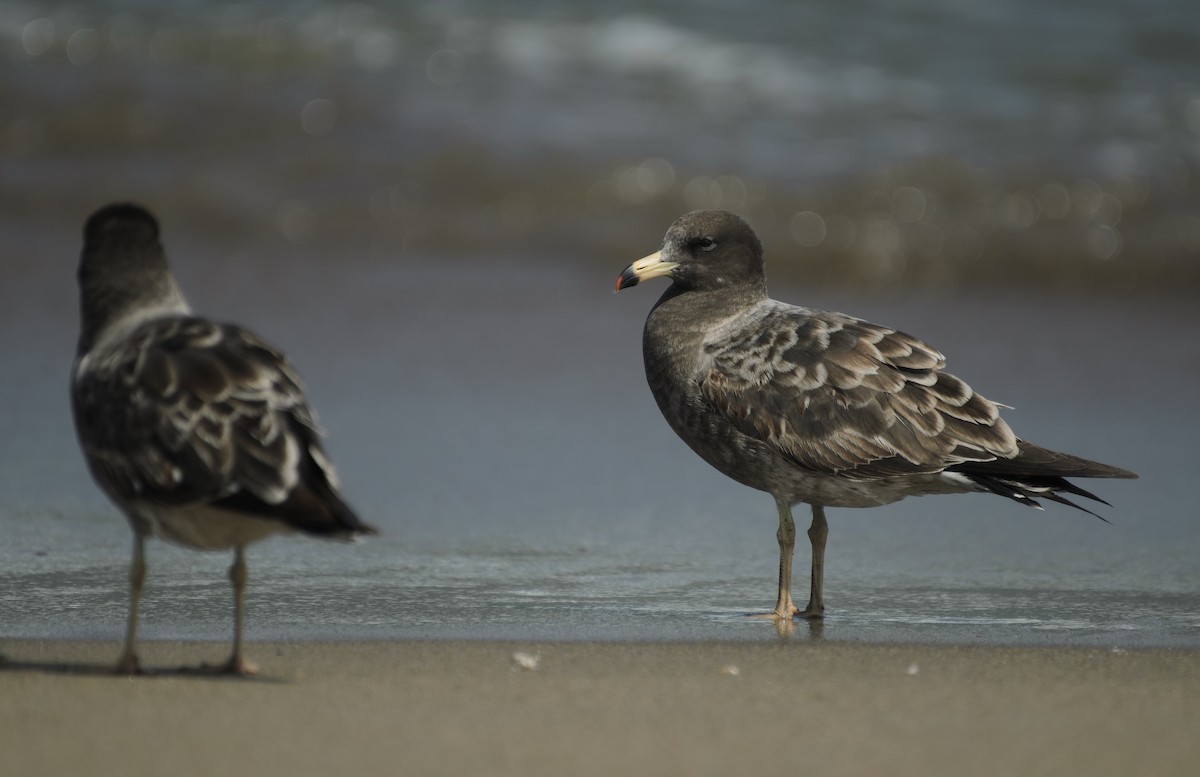 Belcher's Gull - ML641341945