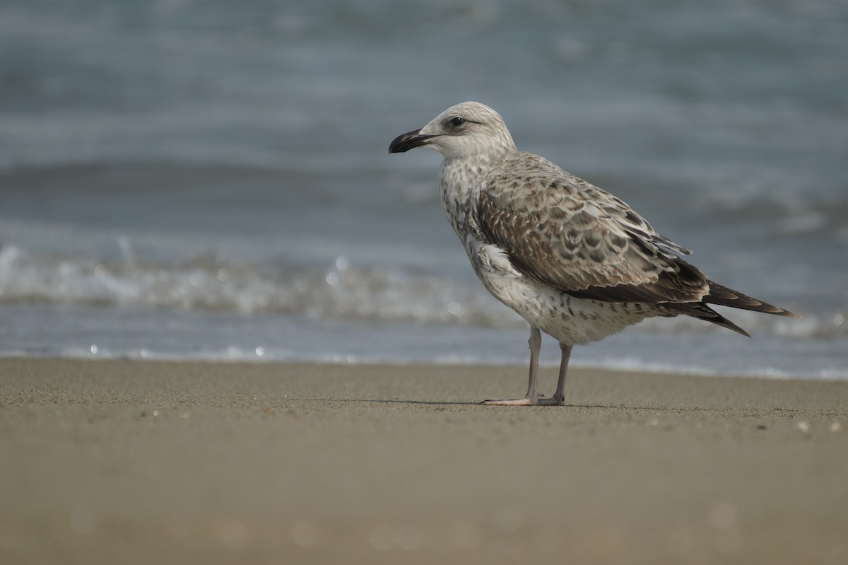 Kelp Gull - ML641341951