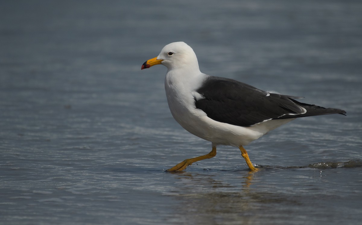Belcher's Gull - ML641341957
