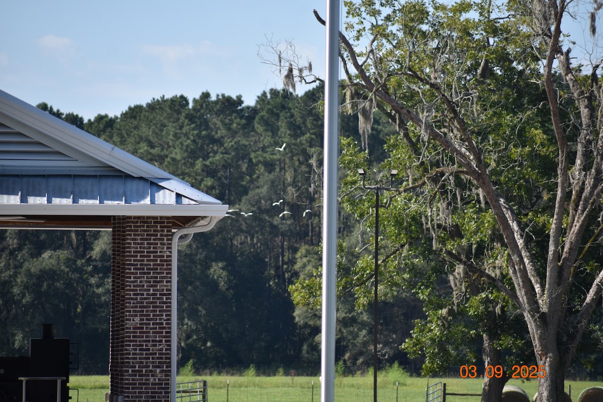 Western Cattle-Egret - ML641341961