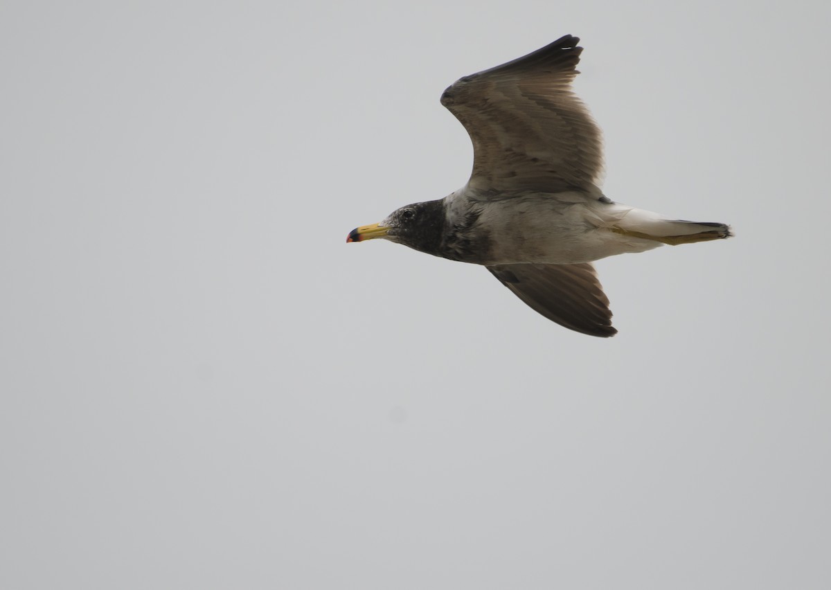 Belcher's Gull - ML641341973