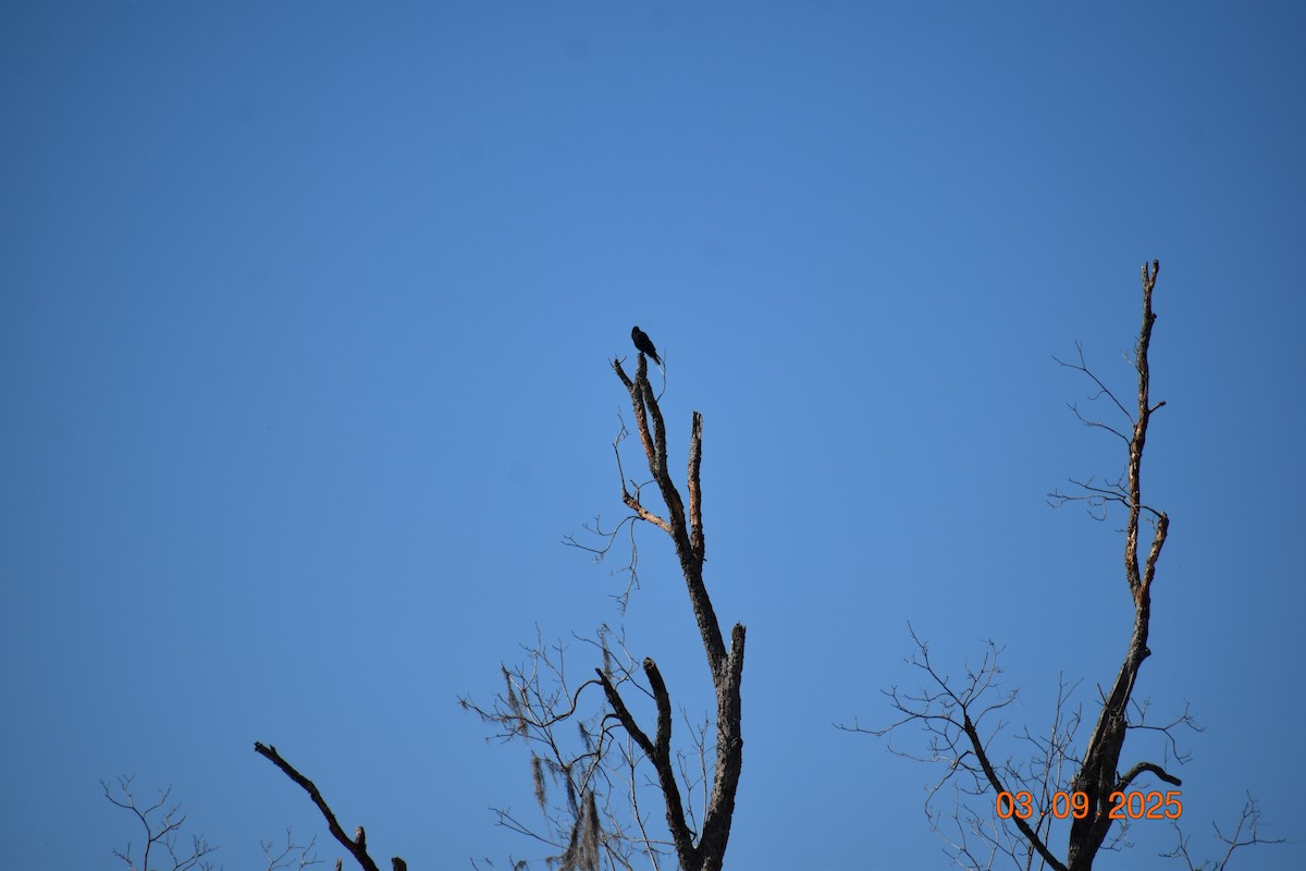 Fish Crow - ML641341975