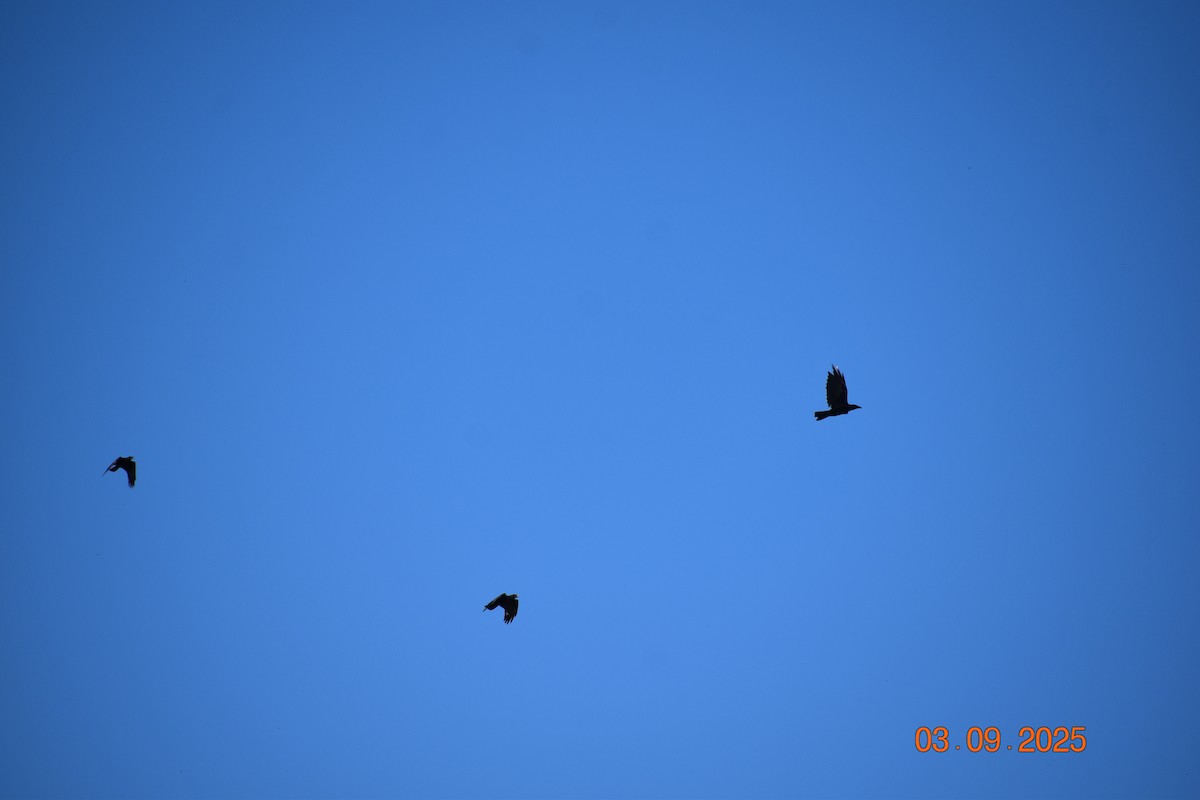 Fish Crow - ML641341979