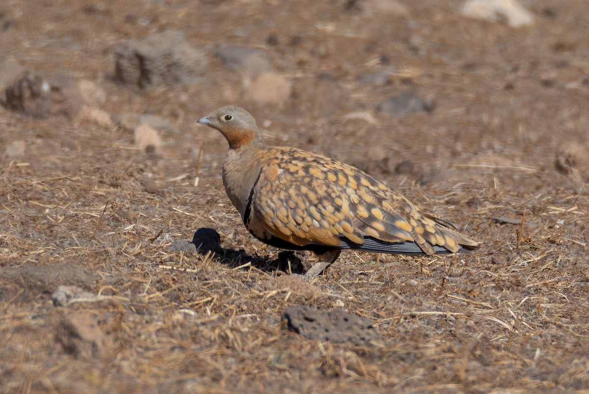 Чернобрюхий рябок - ML641341984
