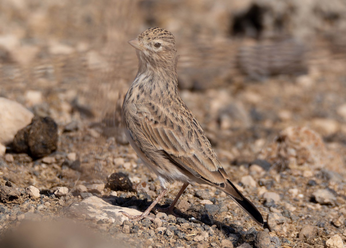 Mediterranean Short-toed Lark - ML641341993
