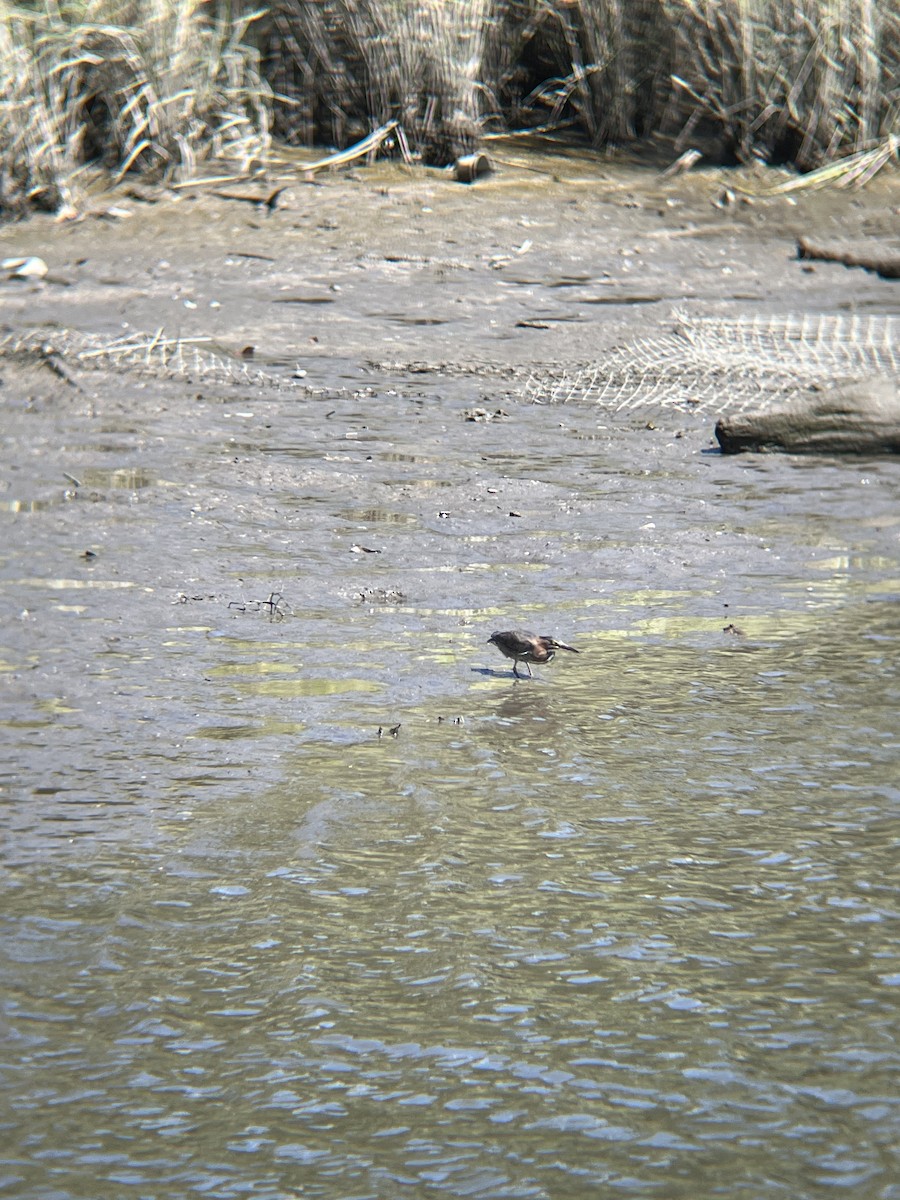 Green Heron - ML641341994
