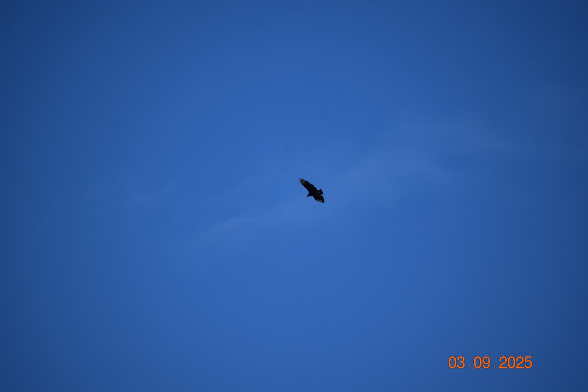 Black Vulture - ML641342005
