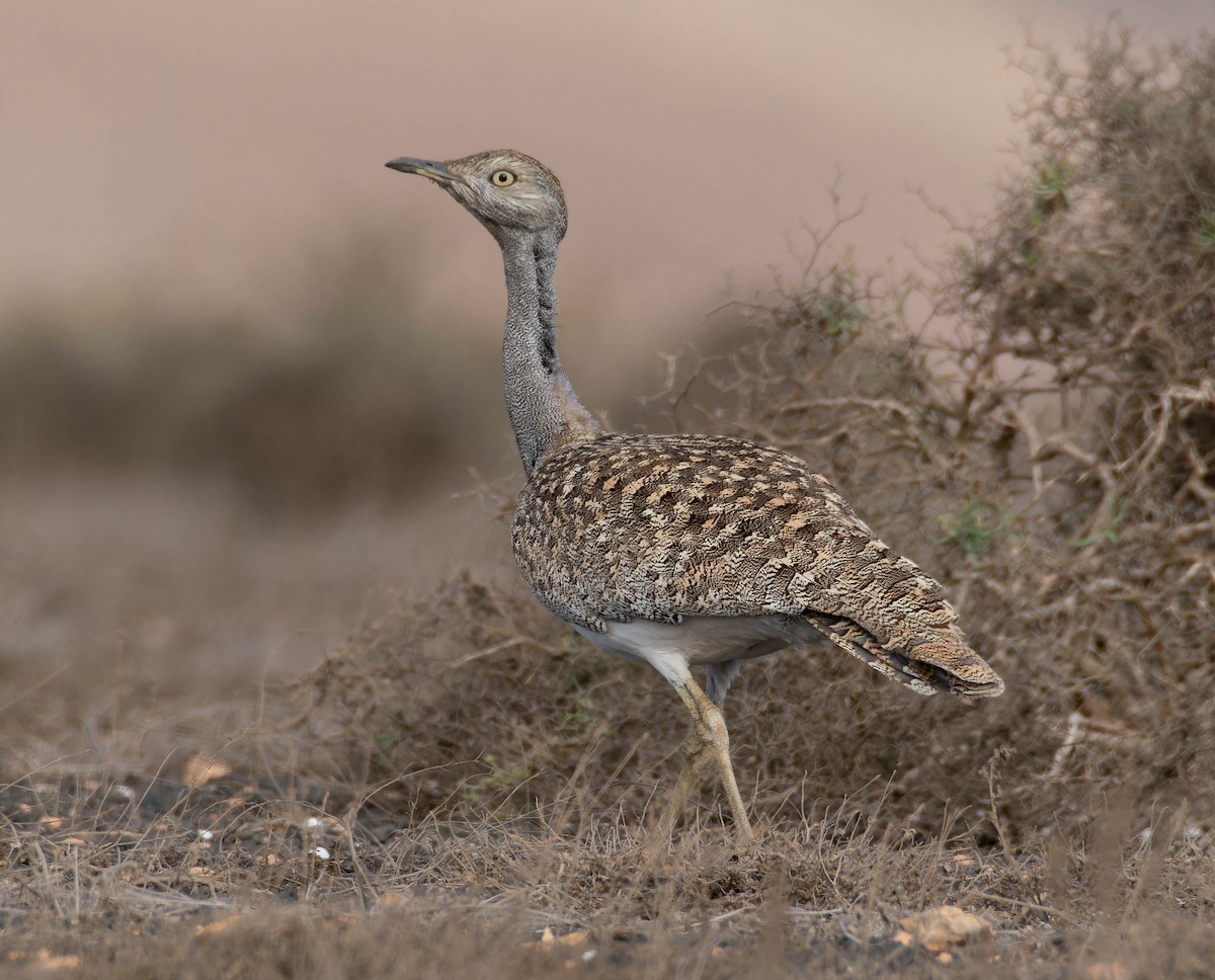 African Houbara (Canary Is.) - ML641342018