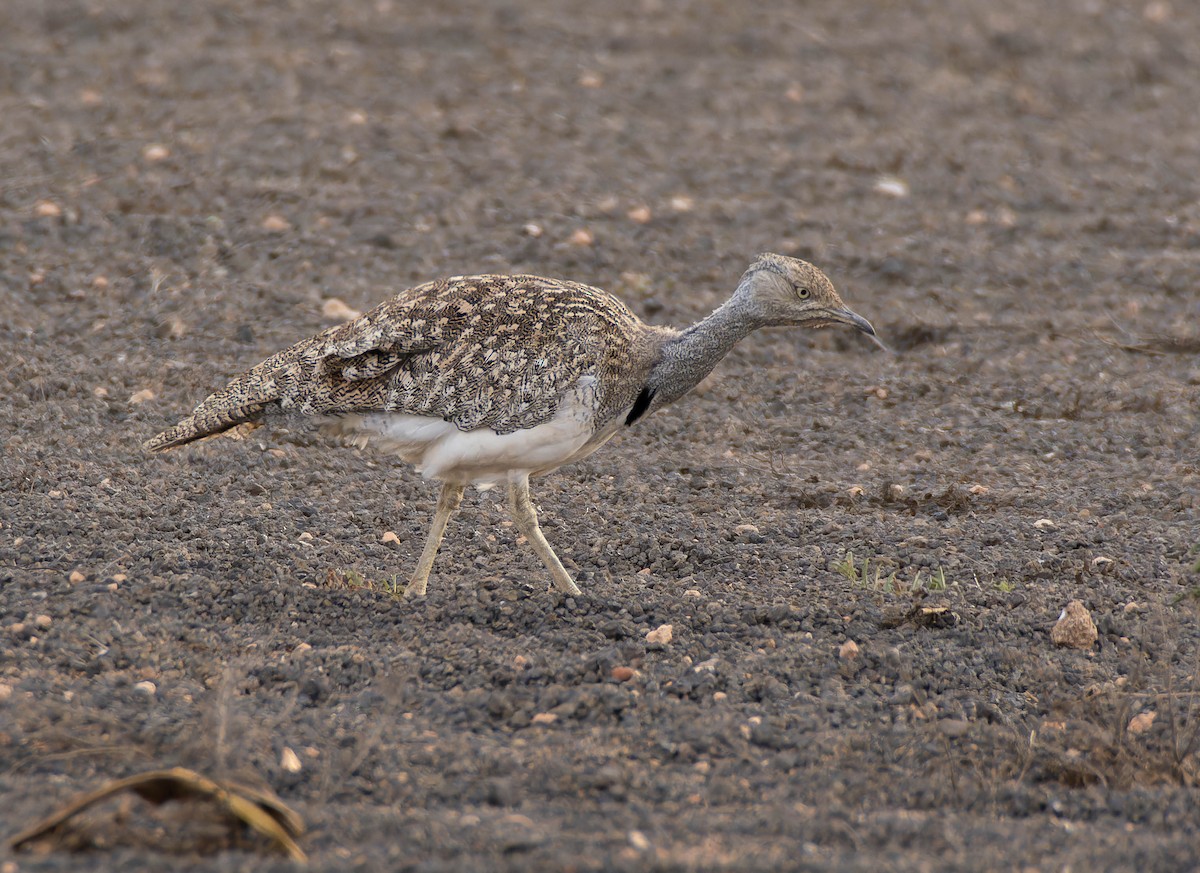 African Houbara (Canary Is.) - ML641342019