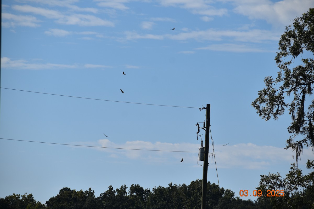 Turkey Vulture - ML641342020
