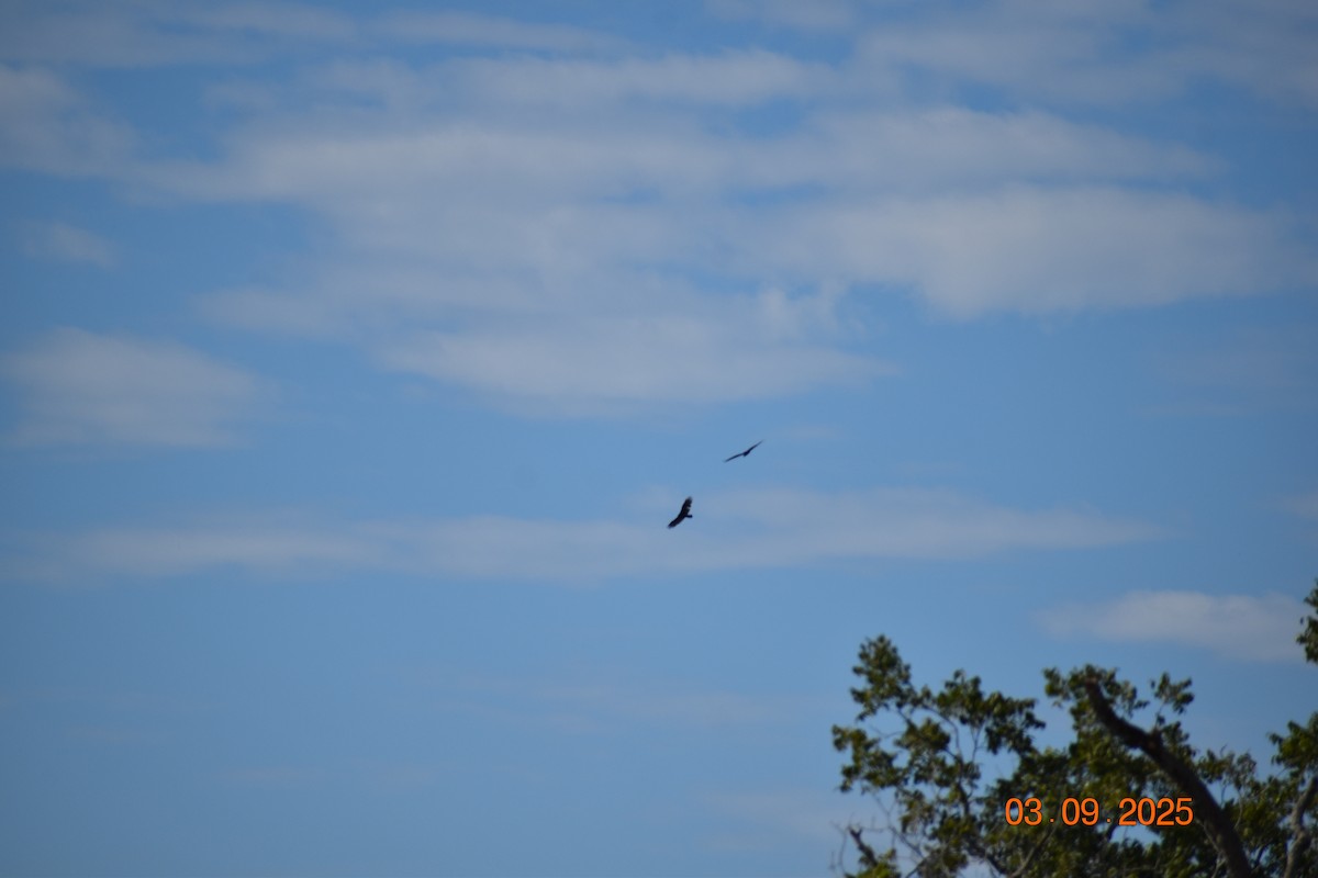 Turkey Vulture - ML641342022