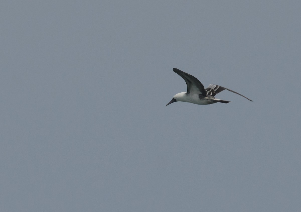 Peruvian Booby - ML641342042