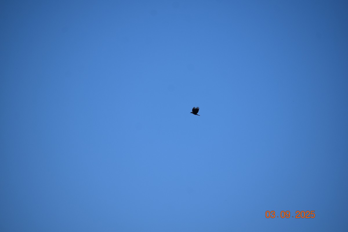 Fish Crow - ML641342045