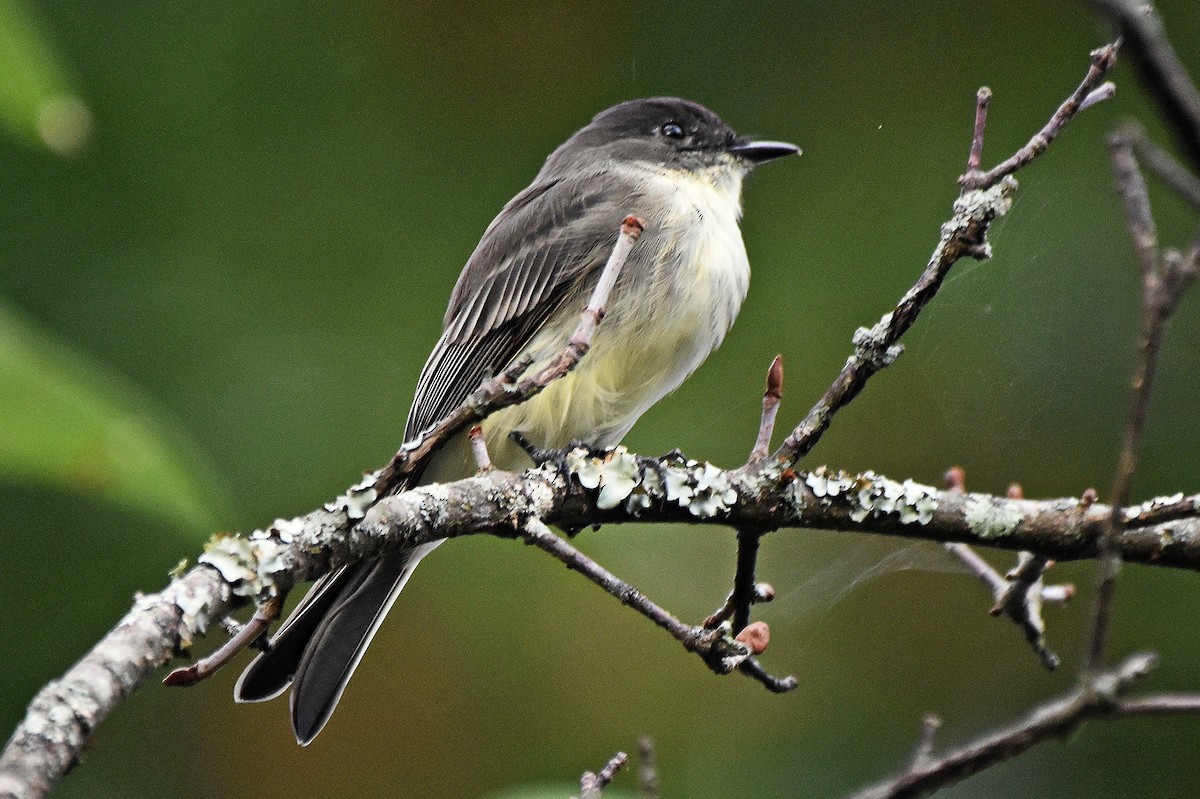 Eastern Phoebe - ML641342051