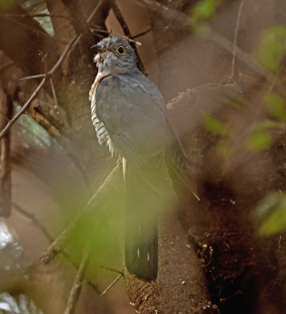 Einsiedlerkuckuck - ML641342052
