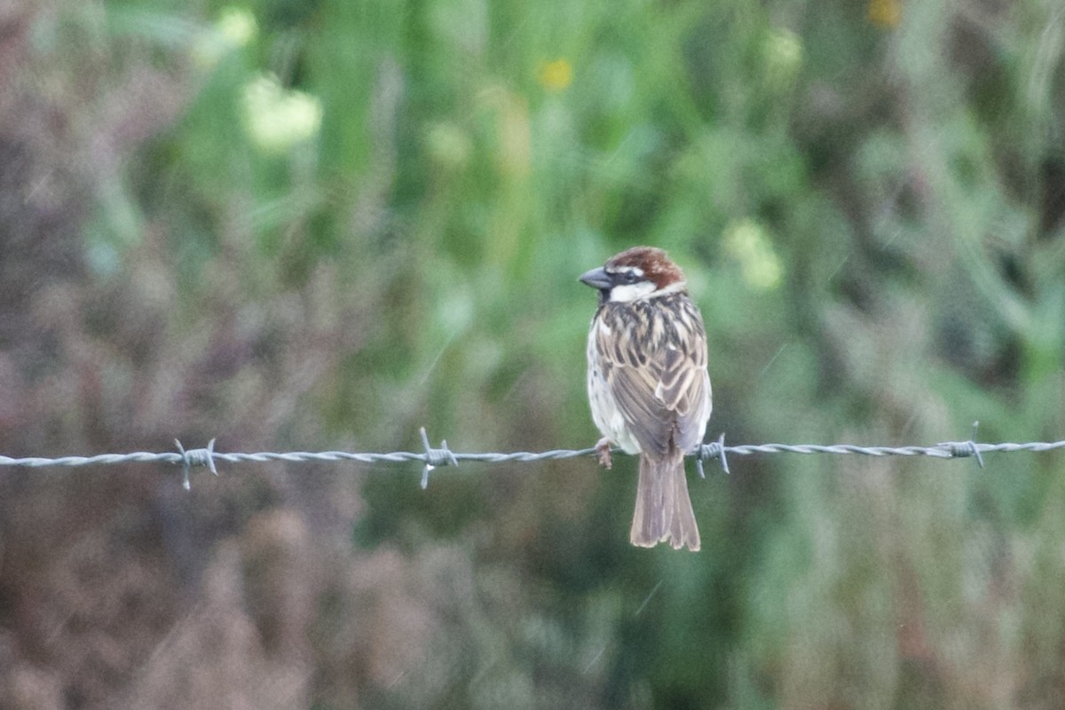 Spanish Sparrow - ML641342054