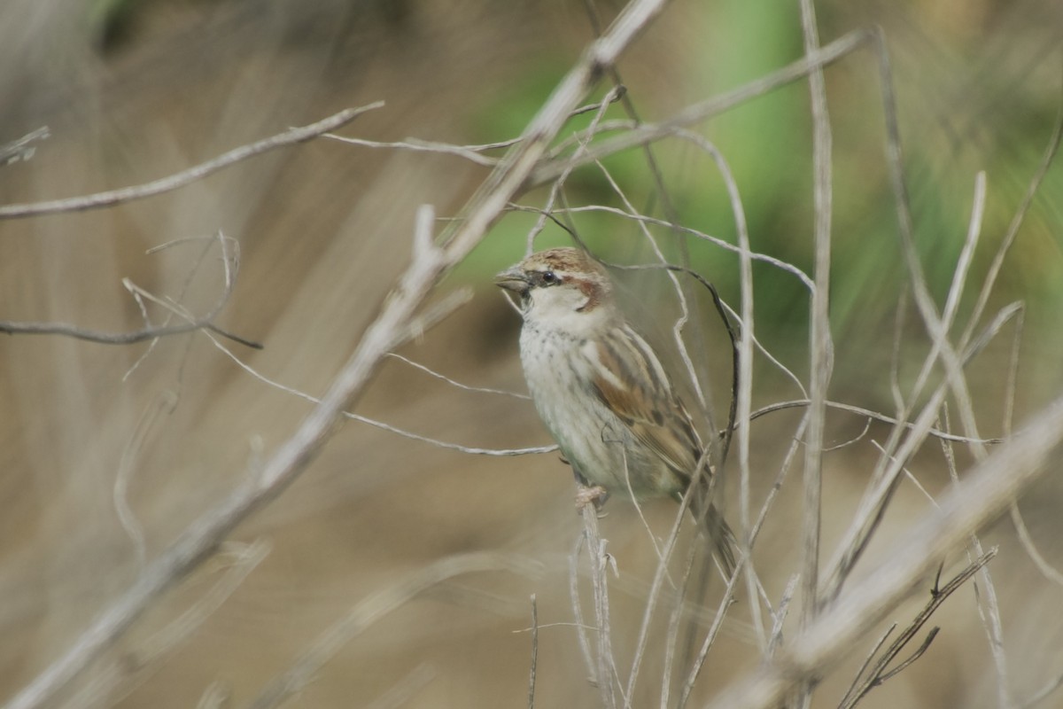 Spanish Sparrow - ML641342055