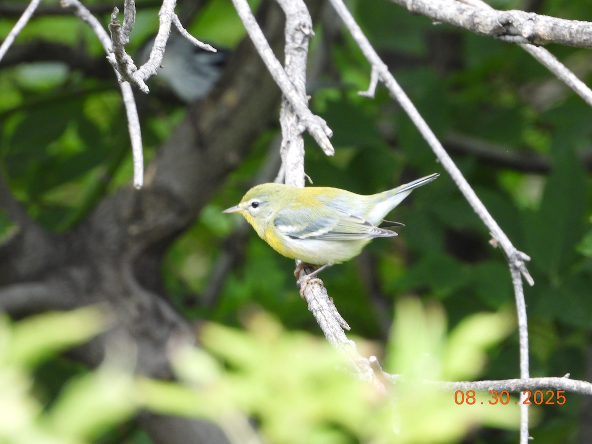 Kuzeyli Parula - ML641342056