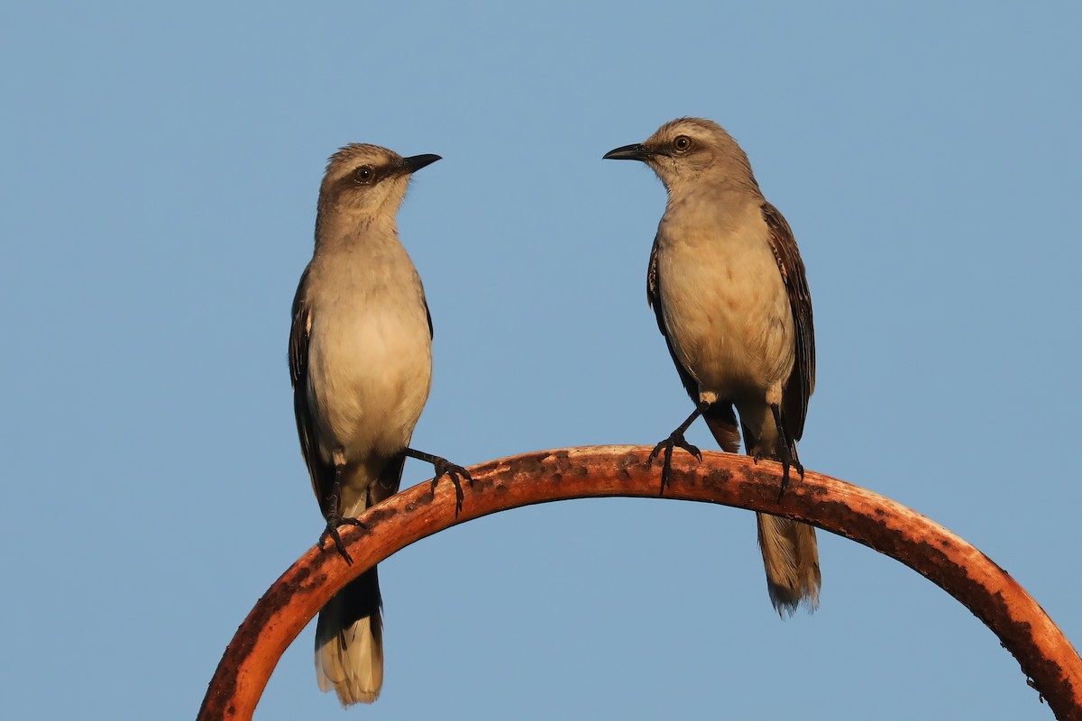 Tropical Mockingbird - ML641342059