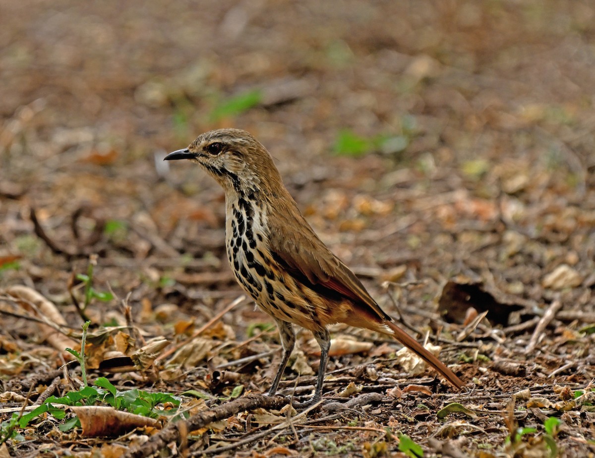 Spotted Morning-Thrush - ML641342109
