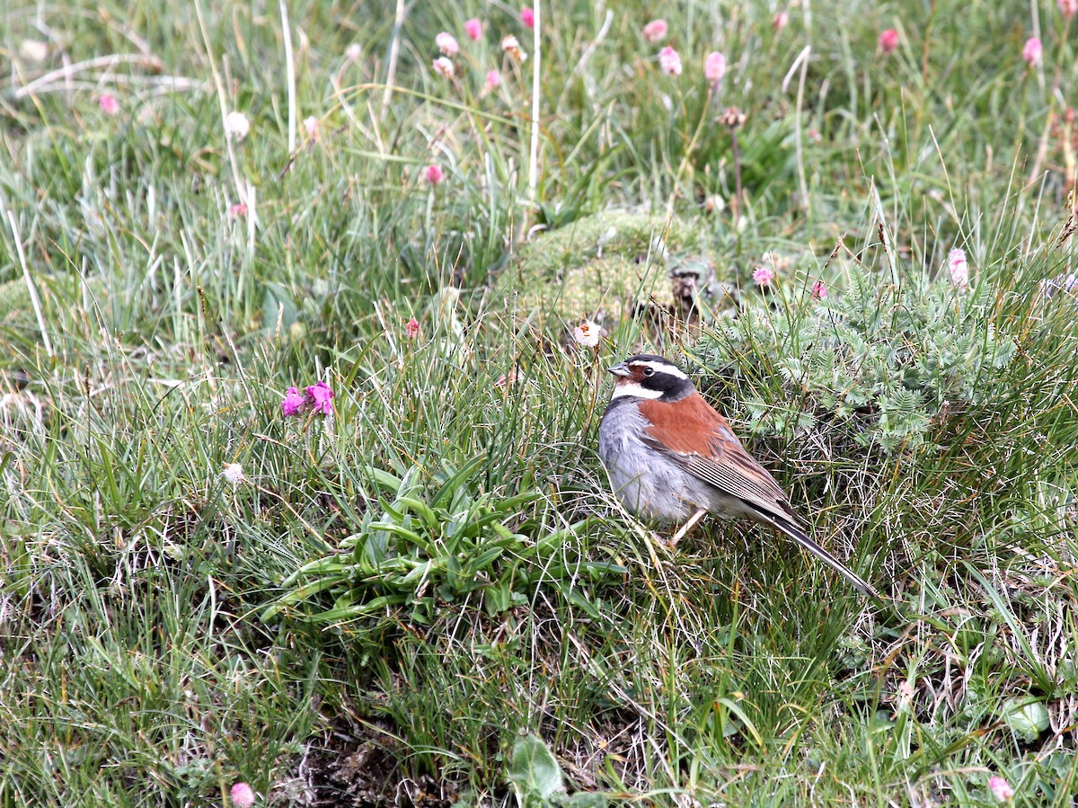 Tibetan Bunting - ML641342112