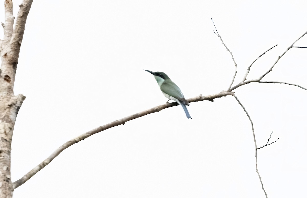 Blue-throated Bee-eater - ML641342117