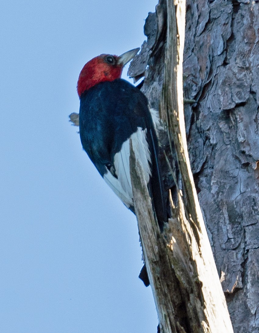Red-headed Woodpecker - ML641342130