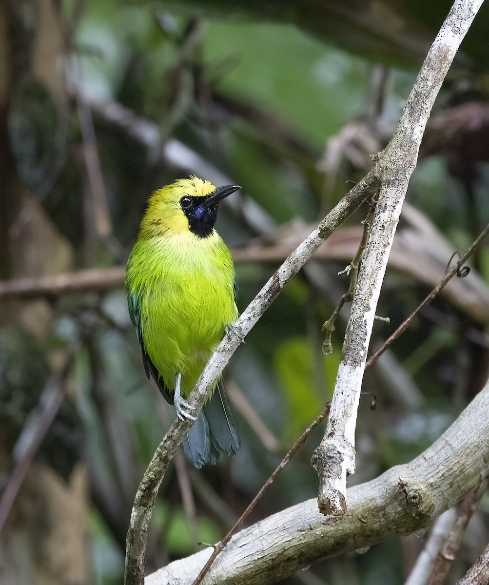 Blue-winged Leafbird - ML641342134