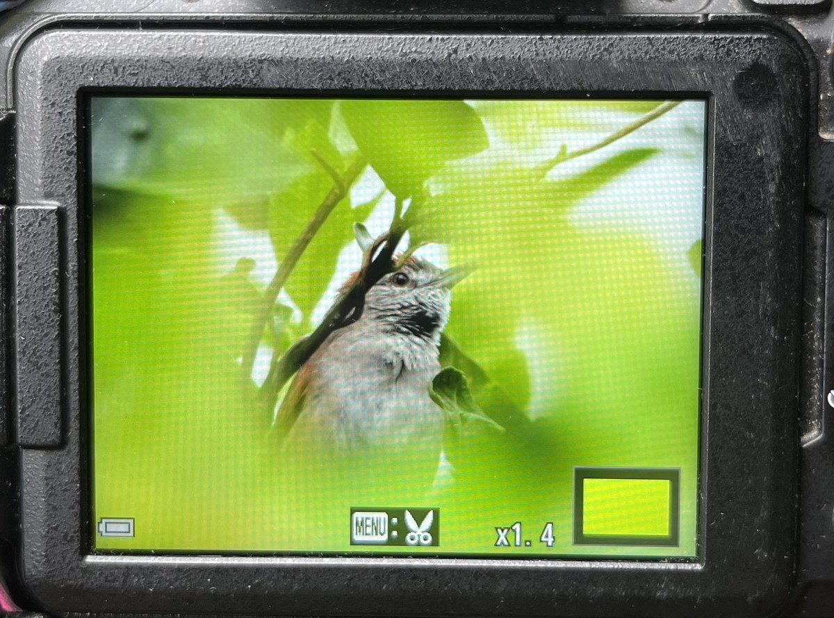 Pale-breasted Spinetail - ML641342135