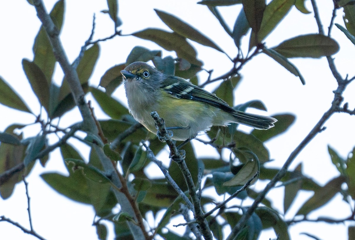 ויראו לבן-עין - ML641342136