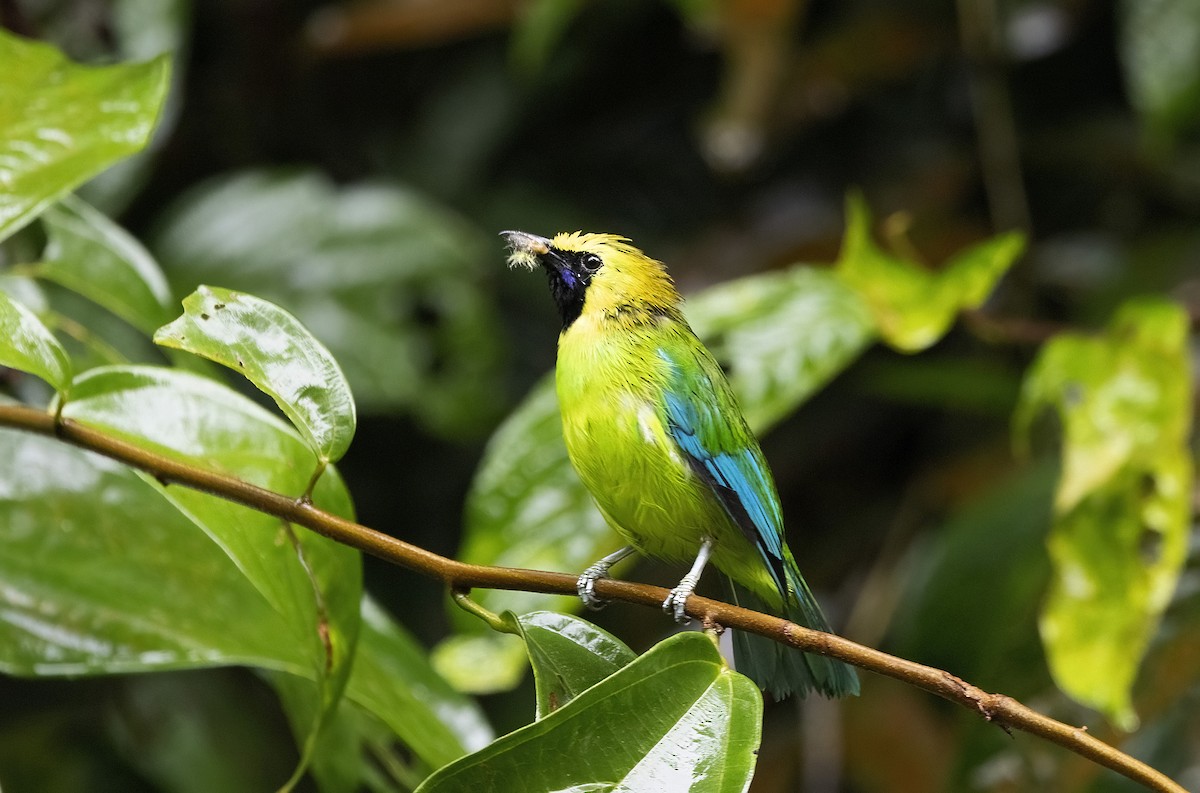 Blue-winged Leafbird - ML641342137