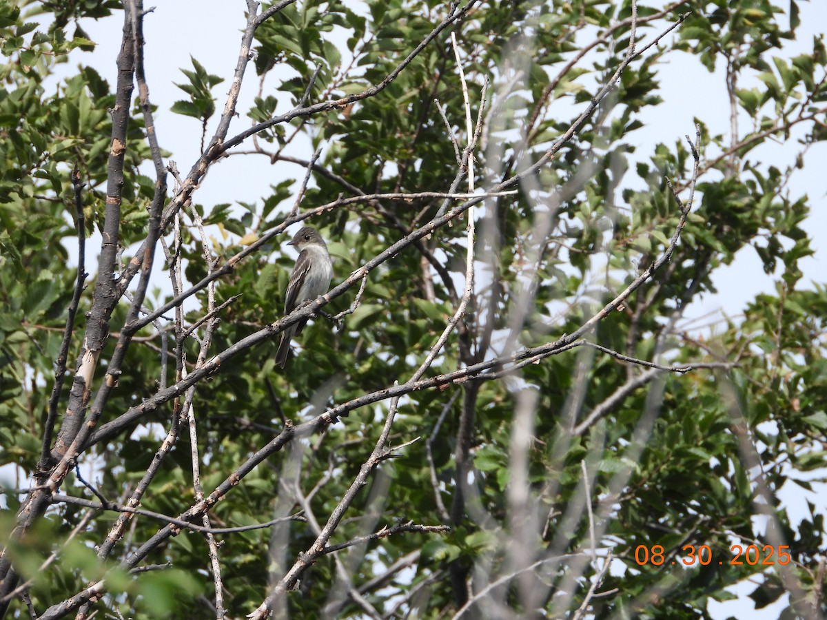Eastern Wood-Pewee - ML641342138