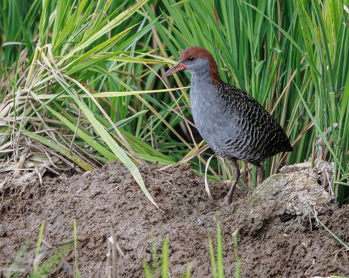 Slaty-breasted Rail - ML641342141