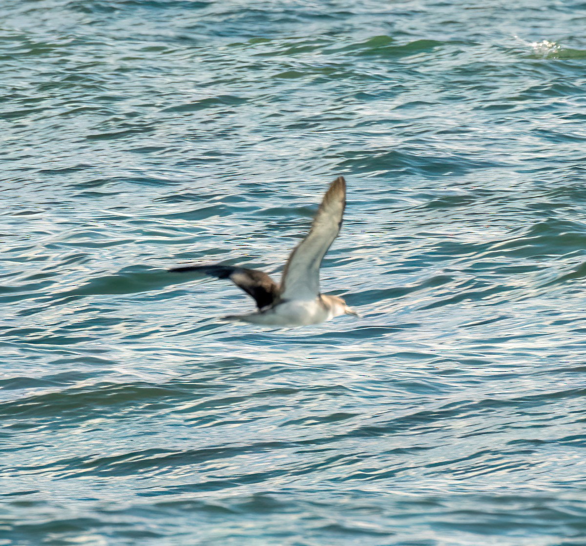 Scopoli's Shearwater - ML641342145