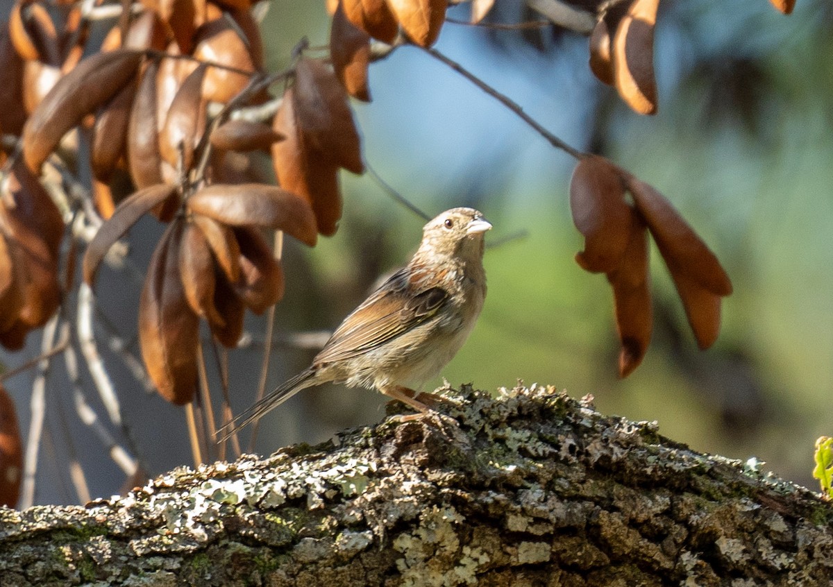 Bachman's Sparrow - ML641342146