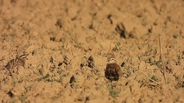 Eurasian Dotterel - ML641342206