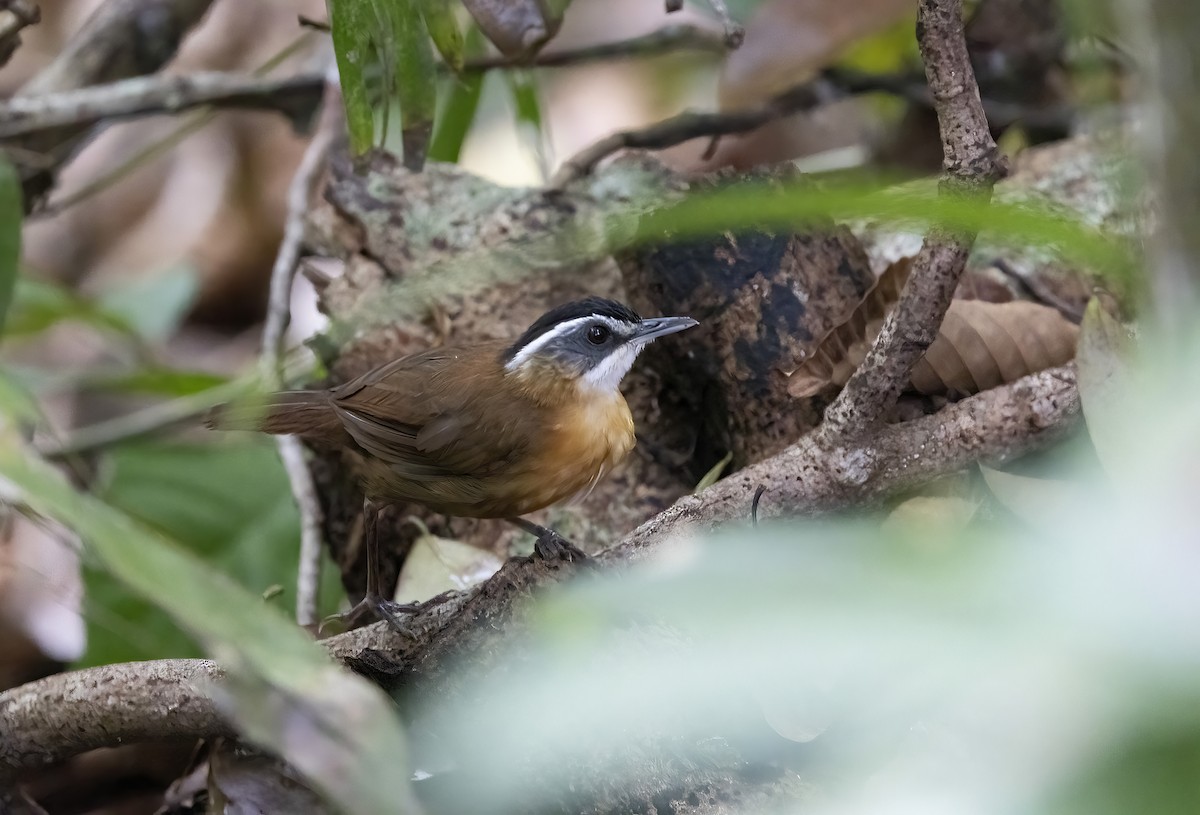 Borneo Ardıçesmeri - ML641342208