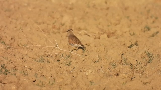 Eurasian Dotterel - ML641342209