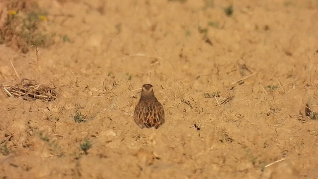 Eurasian Dotterel - ML641342210