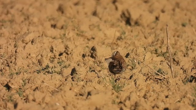 Eurasian Dotterel - ML641342211