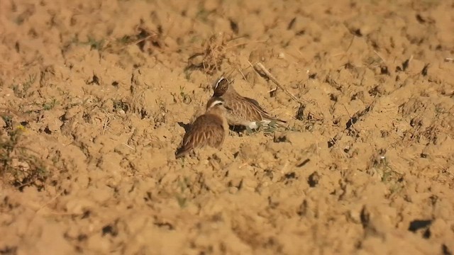 Eurasian Dotterel - ML641342213