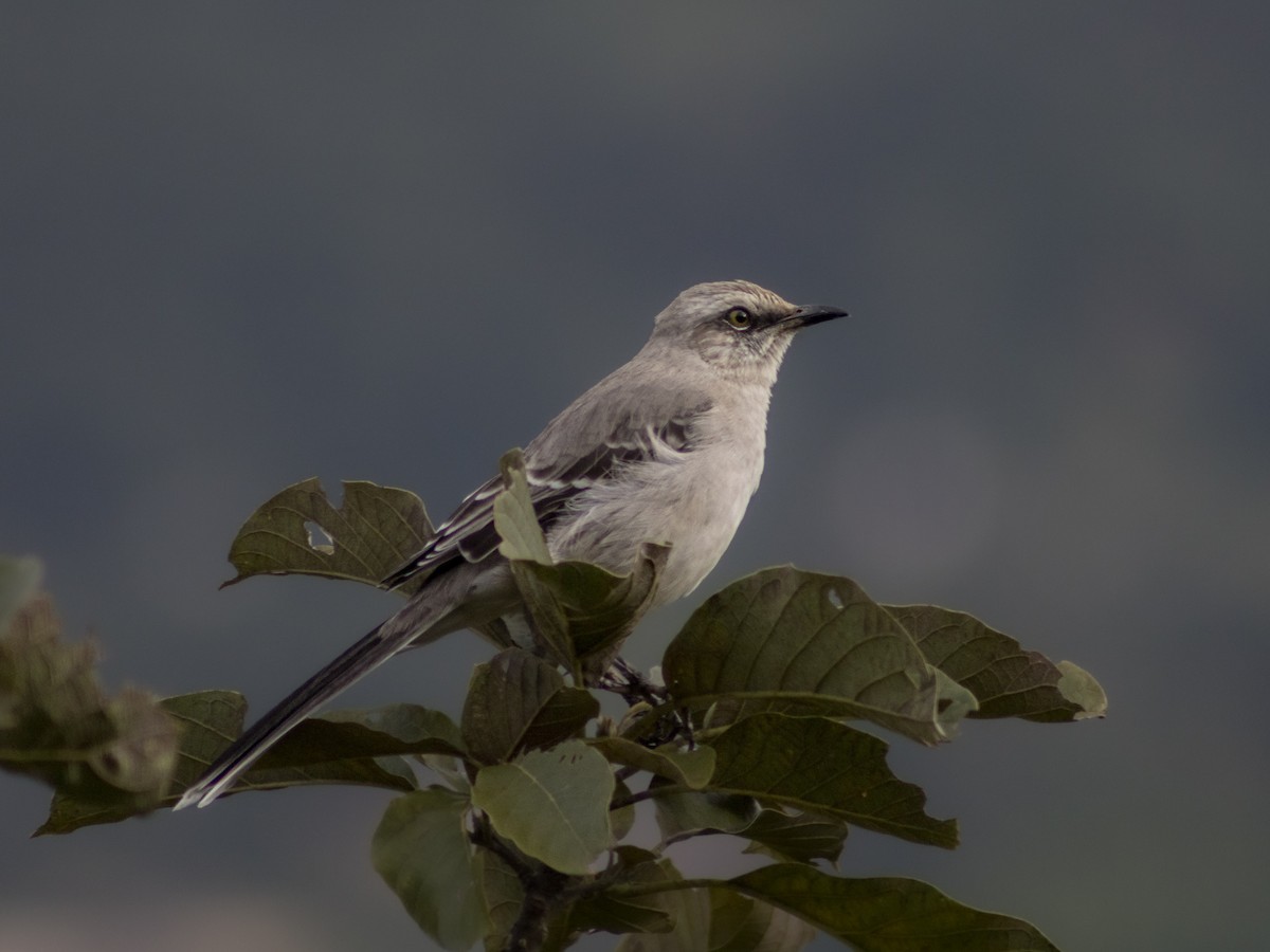 Tropical Mockingbird - ML641342214