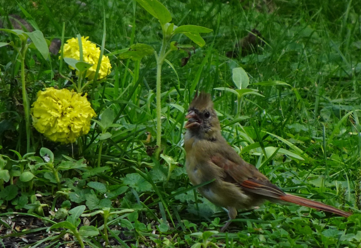 Northern Cardinal - ML641342221