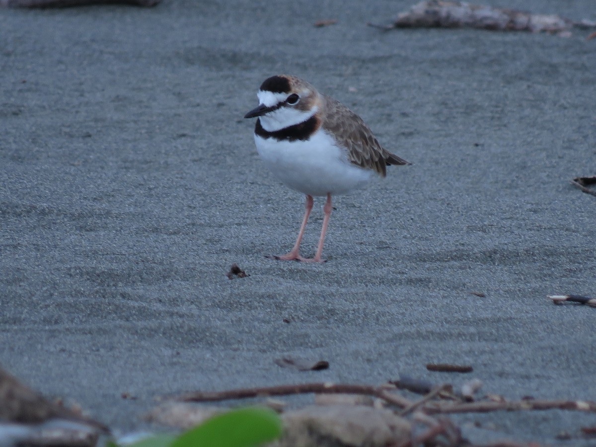 Collared Plover - ML641342234